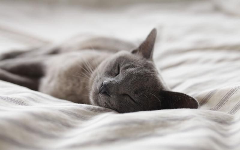 a cat sleeping on a bed