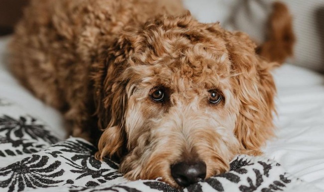 We welcome all your furry friends a dog lying on a bed looking